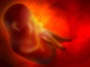 photo of a fetus