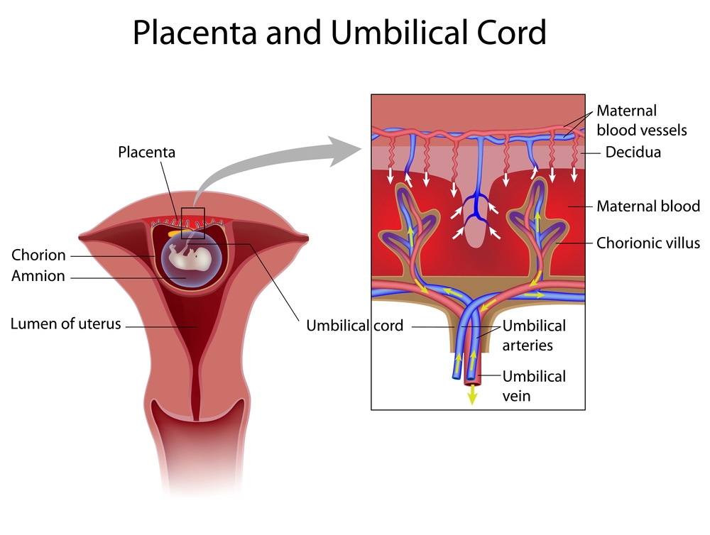 umbilical cord prolapse